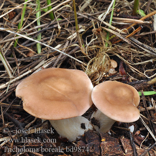 Tricholoma boreale civile