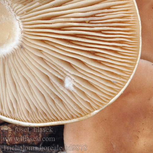 Tricholoma boreale civile