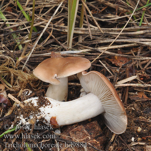 Tricholoma boreale bd9884