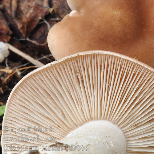 Tricholoma civile boreale