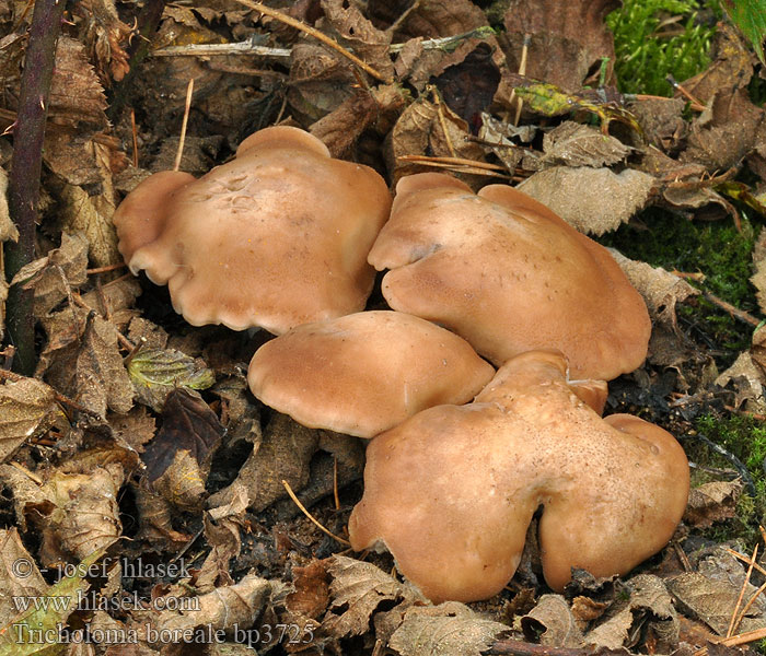 Tricholoma boreale civile Calocybe borealis