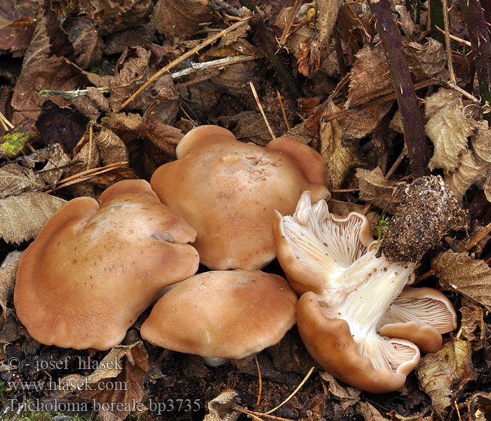 Gerhardtia incarnatobrunnea Lyophyllum incarnatobrunneum