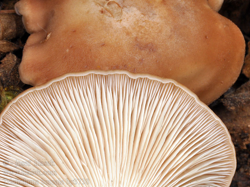 Tricholoma_boreale_bp3738