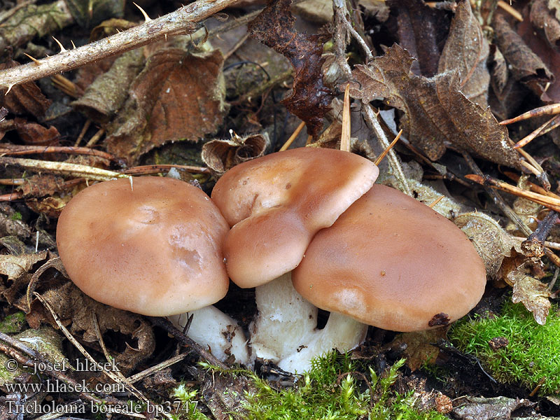 Tricholoma boreale Calocybe borealis Fleischbräunlicher Rasling