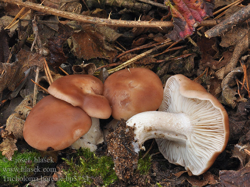 Tricholoma boreale Gerhardtia Kępkowiec mięsnobrązowawy