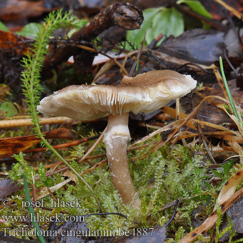 Tricholoma cingulatum Čírovka vŕbová Čirůvka kroužkatá natržená Tricholome ceinturé Girdled Knight Ring-ridderhat 灰环口蘑 Rengasvalmuska Geringde ridderzwam ツバササクレシメジ Fűzfapereszke Fűzfa pereszke Beringter Erdritterling Grå ringmusserong Gąska wierzbowa Рядовка опоясанная Obročkana kolobarnica Ringmusseron