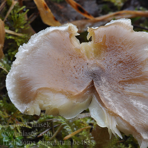 Tricholoma cingulatum be4888