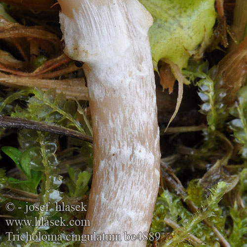 Tricholoma cingulatum be4889