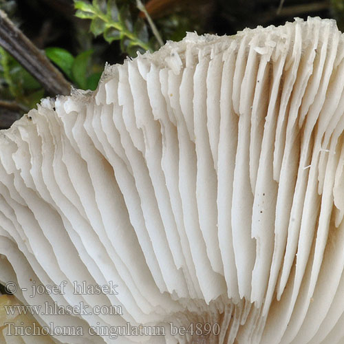 Tricholoma cingulatum be4890