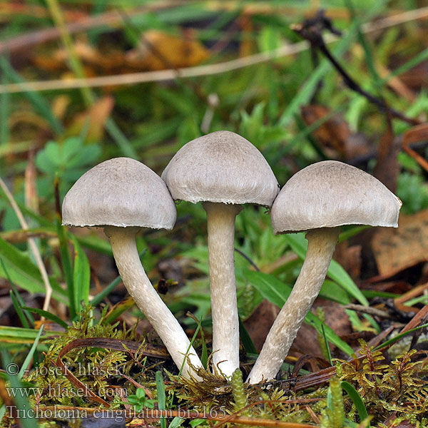 Tricholoma cingulatum bi5165