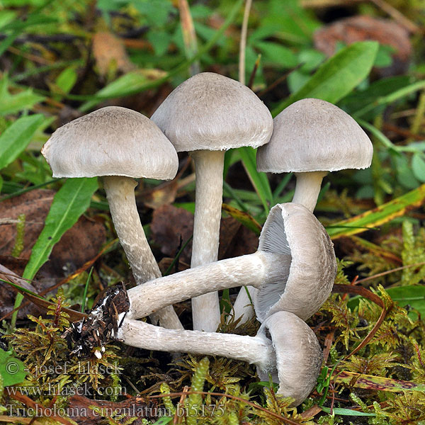 Ringmusseron Tricholoma cingulatum Čírovka vŕbová Čirůvka kroužkatá natržená Tricholome ceinturé Girdled Knight Ring-ridderhat 灰环口蘑 Rengasvalmuska Geringde ridderzwam ツバササクレシメジ Fűzfapereszke Fűzfa pereszke Beringter Erdritterling Grå ringmusserong Gąska wierzbowa Рядовка опоясанная Obročkana kolobarnica