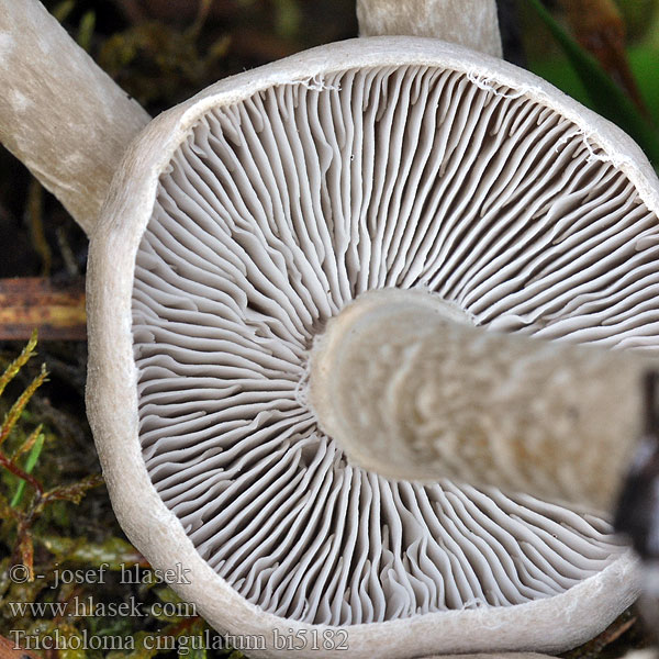 Tricholoma cingulatum bi5182