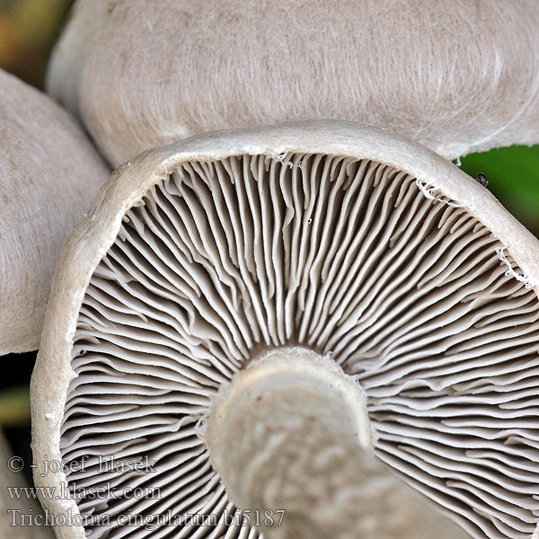 Tricholoma cingulatum bi5187