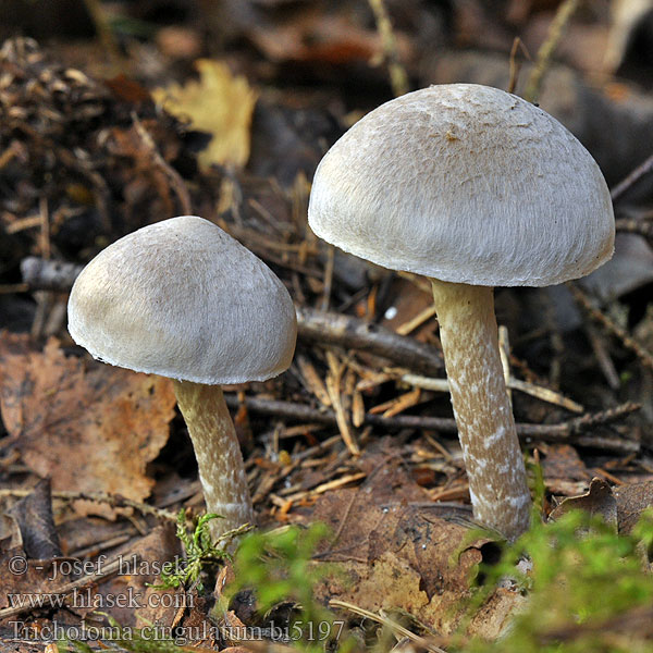 Tricholoma cingulatum bi5197