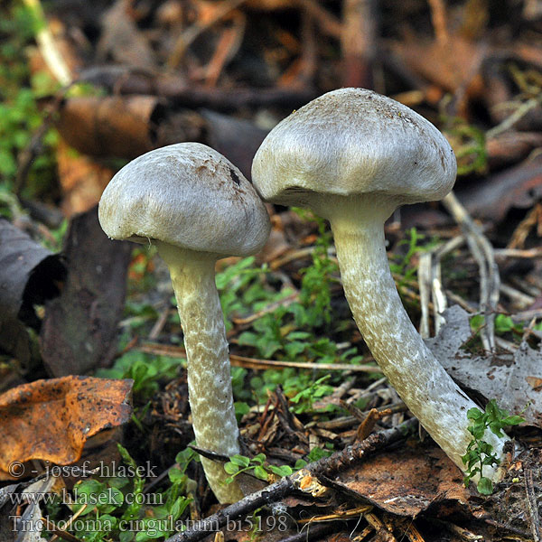 Tricholoma cingulatum bi5198