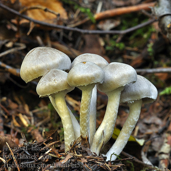 Tricholoma cingulatum bi5216