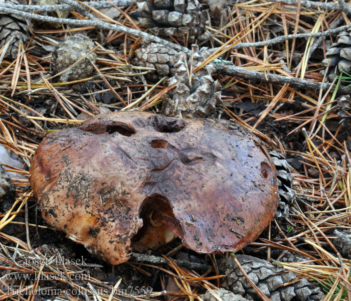 Tricholoma colossus Megatricholoma Čirůvka obrovská