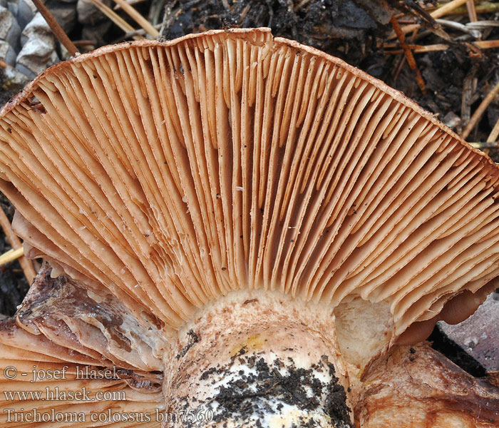 Tricholoma colossus Riesen Ritterling Gąska wielka