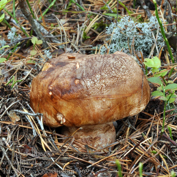 Tricholoma colossus Čirovka obrovská Kæmpe-ridderhat