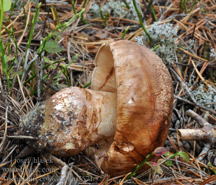 Tricholoma colossus Jättemusseron Jättivalmuska Kjempemusserong