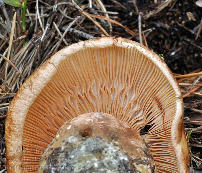 Tricholoma colossus Megatricholoma Рядовка-исполин Giant Knight