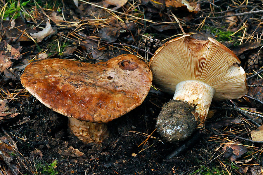 Рядовка-исполин Giant Knight Tricholoma colossus