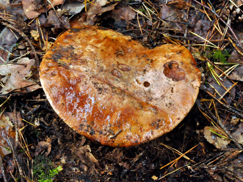 Čirovka obrovská Kæmpe-ridderhat Jättemusseron Tricholoma colossus