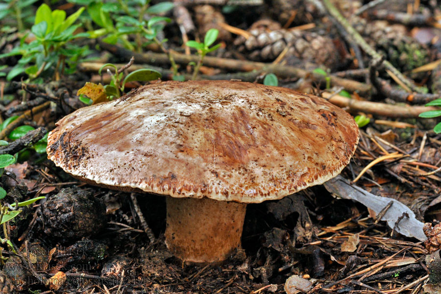 Riesen Ritterling Gąska wielka Tricholoma colossus