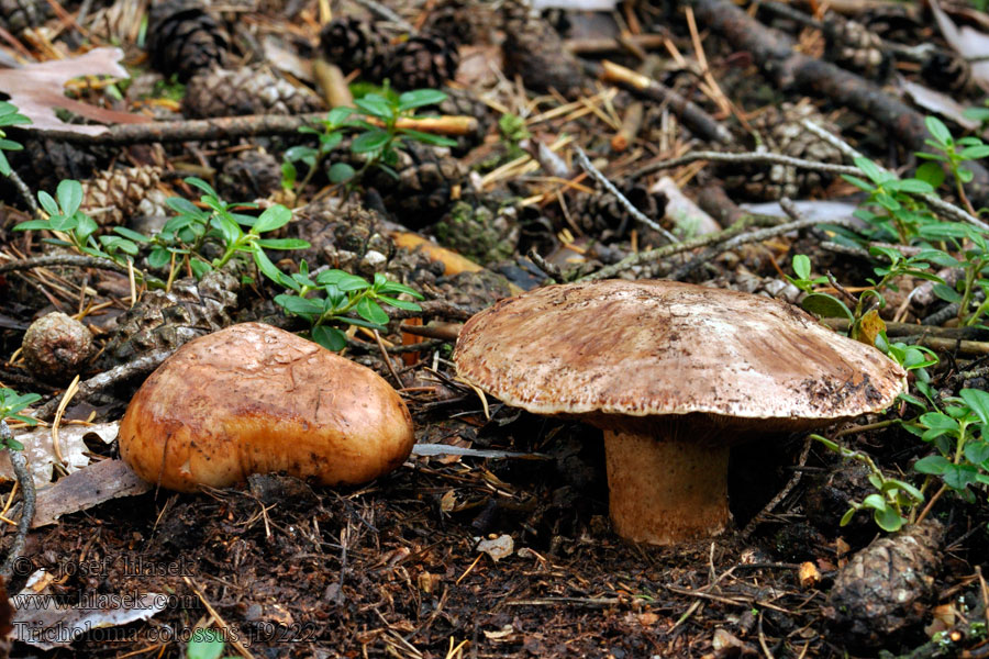 Čirůvka obrovská Tricholoma colossus