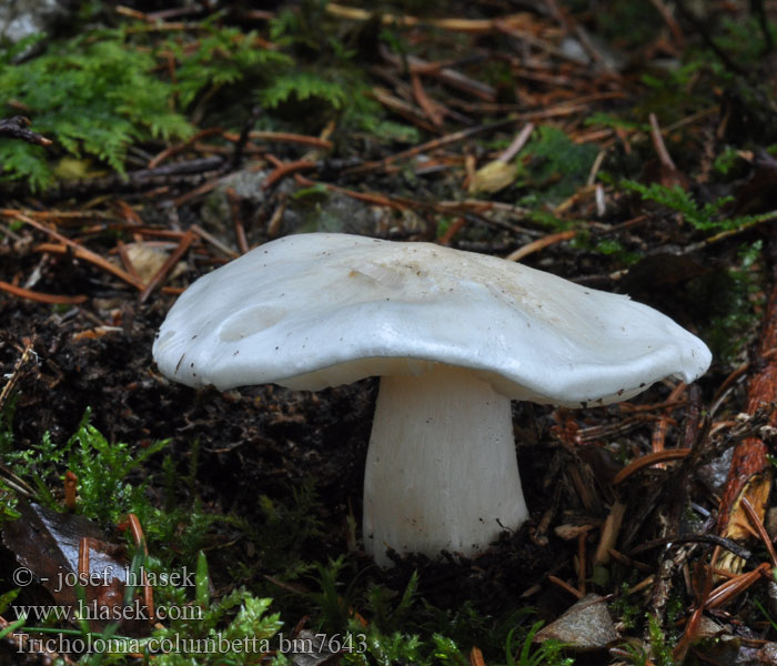 Tricholoma columbetta Čirůvka holubičí Seidiger Ritterling