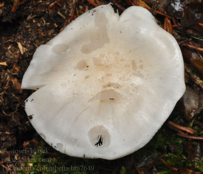 Tricholoma columbetta Witte duifridderzwam Gąska gołębia