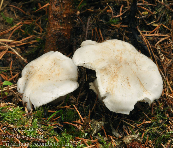 Tricholoma columbetta Čírovka hodvábna Silke-ridderhat