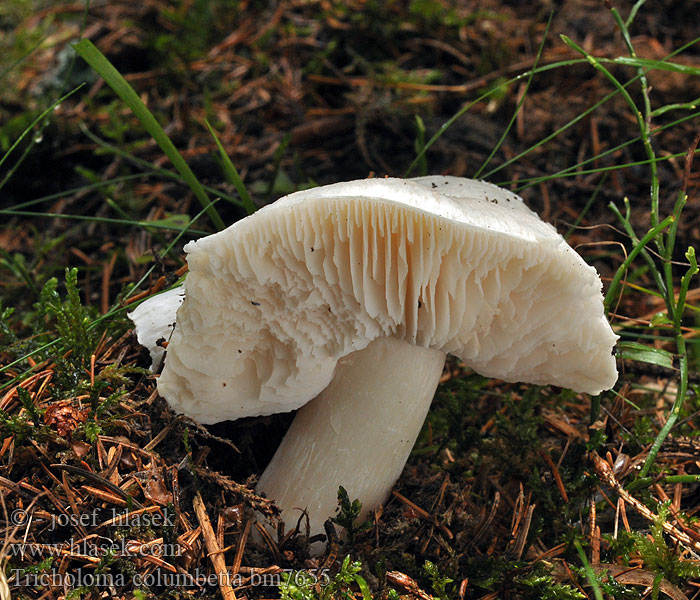 Tricholoma_columbetta_bm7655