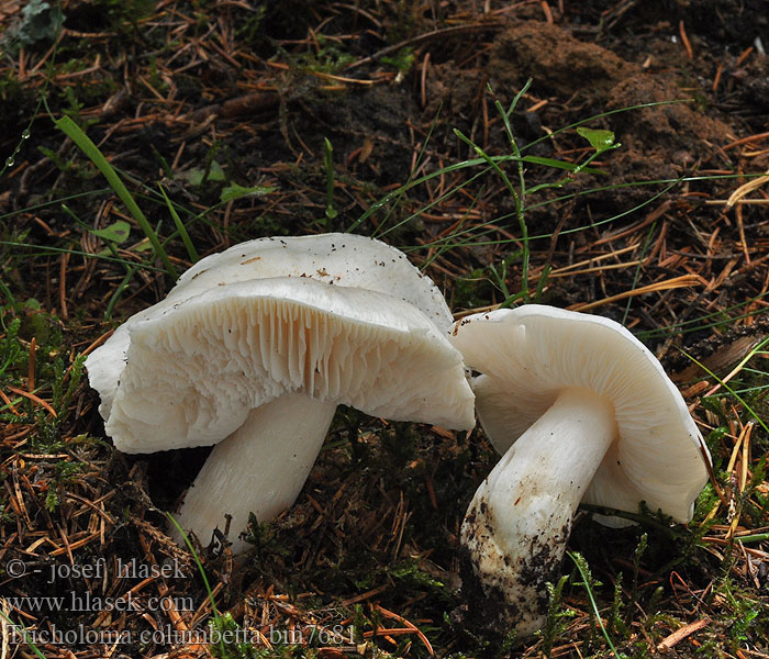 Tricholoma columbetta Tricholome colombette Silkemusserong