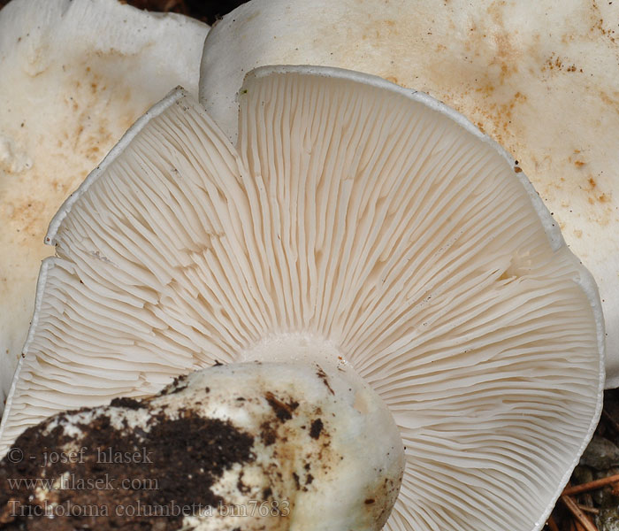 Tricholoma columbetta Рядовка голубиная Blue spot knight