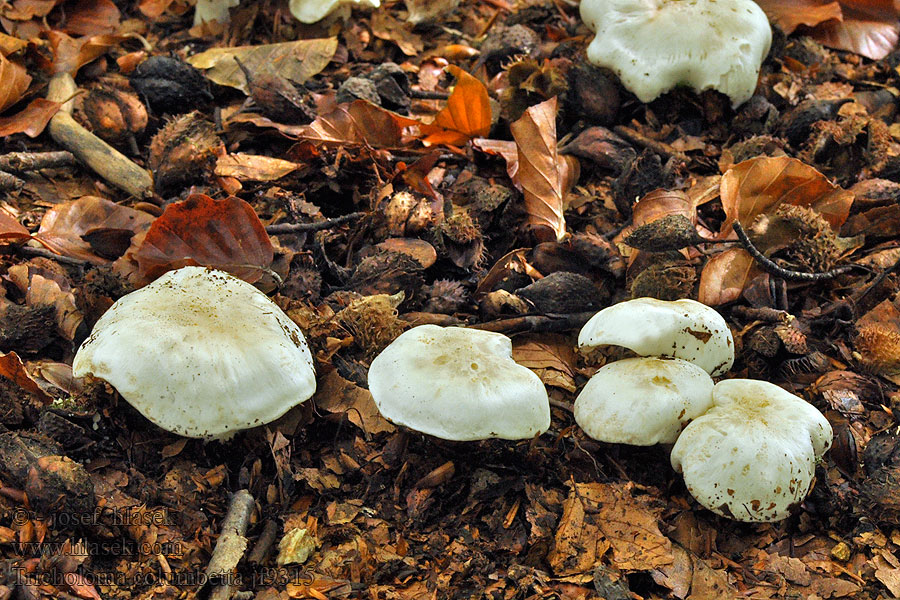 Čirůvka holubičí Tricholoma columbetta