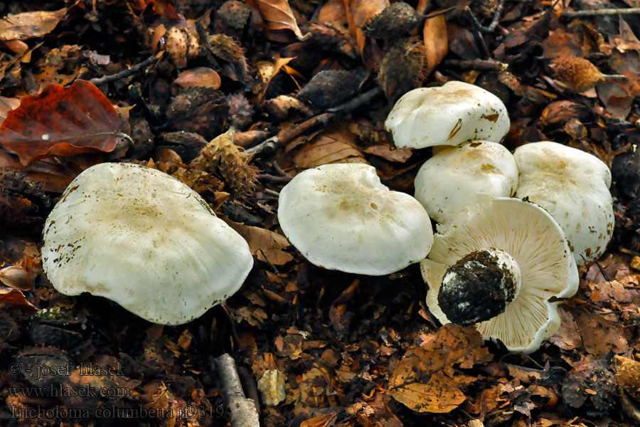 Рядовка голубиная Blue spot knight Tricholoma columbetta