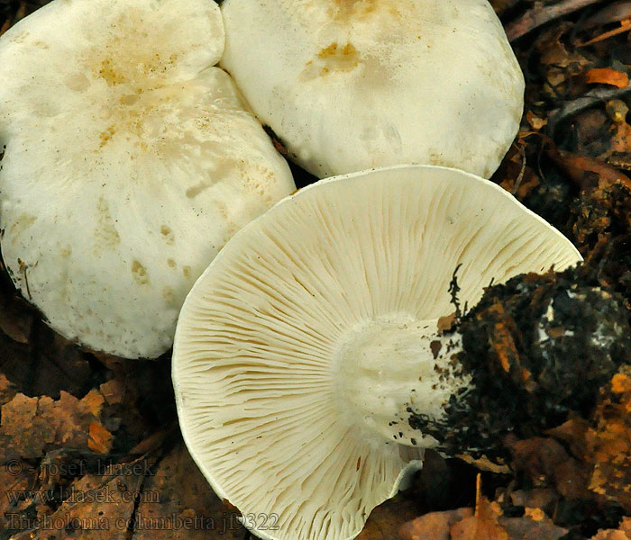 Silkkivalmuska Tricholome colombette Silkemusserong Tricholoma columbetta