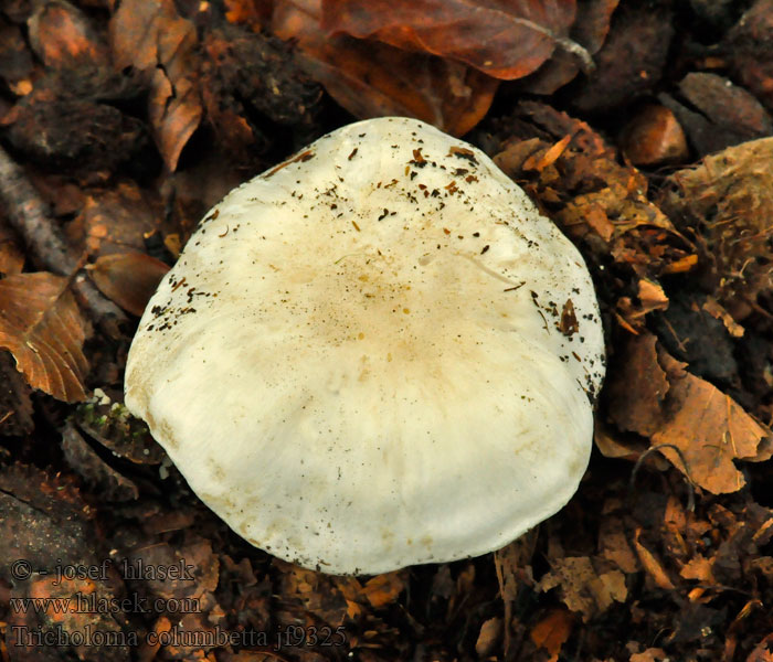 Čírovka hodvábna Silke-ridderhat Silkesmusseron Tricholoma columbetta