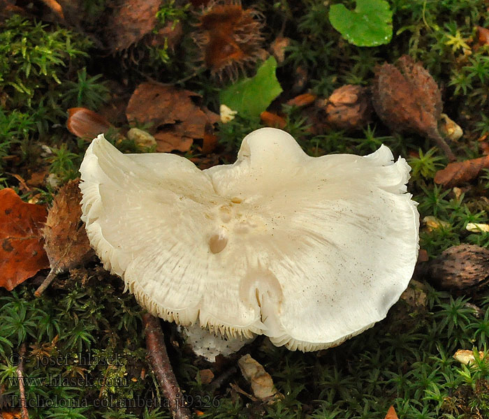 Witte duifridderzwam Gąska gołębia Tricholoma columbetta