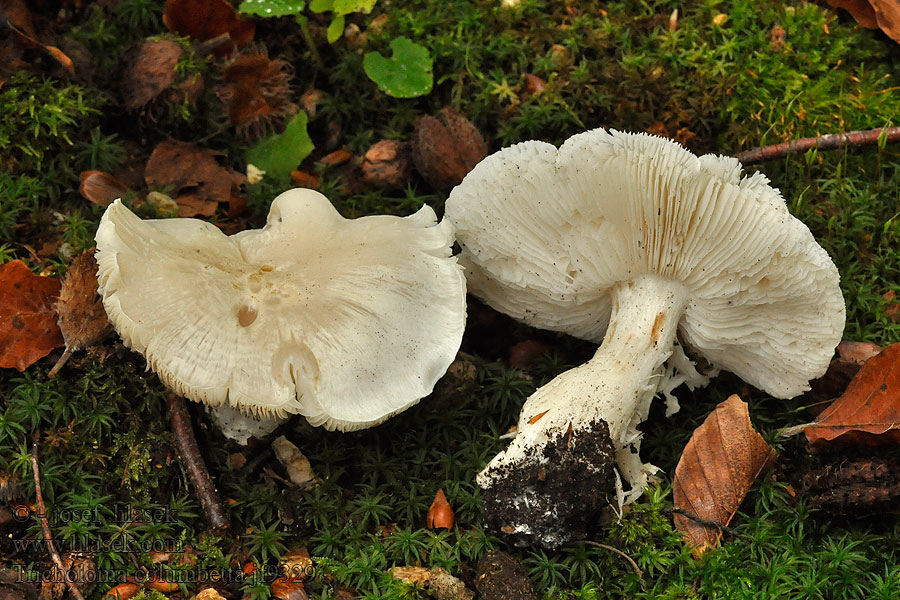 Čirůvka holubičí Seidiger Ritterling Tricholoma columbetta