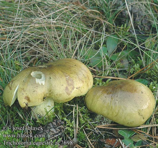 Tricholoma equestre flavovirens auratum Čirůvka zelánka