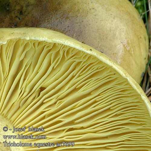 Tricholoma equestre Tricholome équestre Žalsvasis baltikas