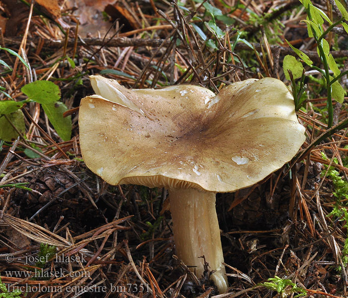 Tricholoma equestre Grünling Gąska zielonka Čírovka zelenkastá