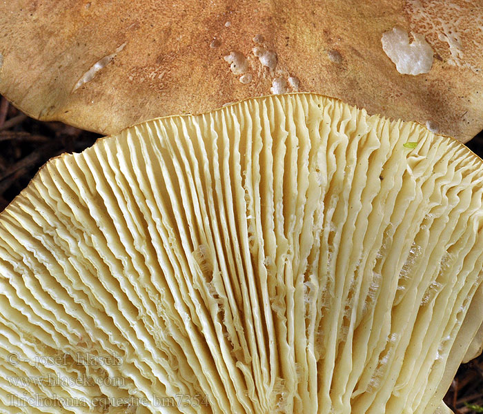 Tricholoma equestre Buretele calaretului Ægte Ridderhat