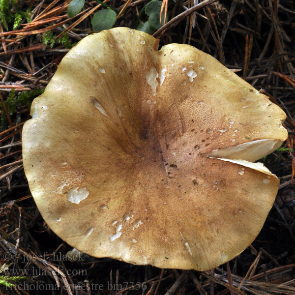 Tricholoma equestre Gele ridderzwam Sárgászöld pereszke