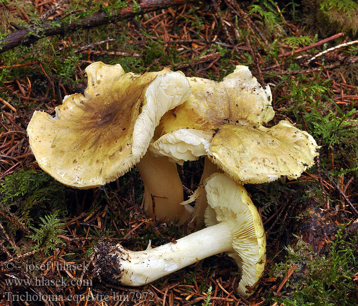 Tricholoma equestre Riddermusserong Зеленушка