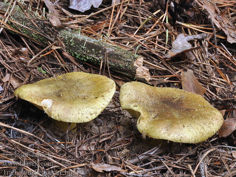 Tricholoma equestre Čirůvka zelánka