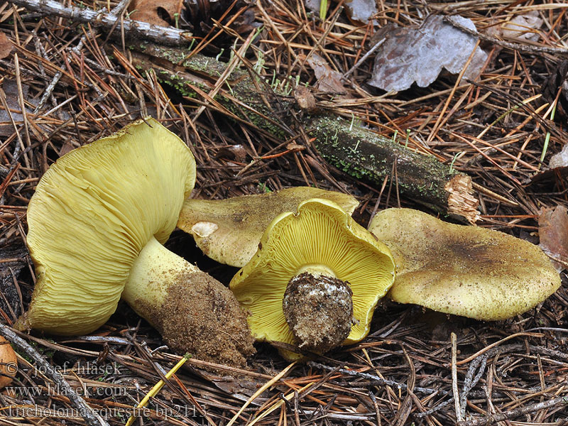 Tricholoma equestre flavovirens auratum Grünling