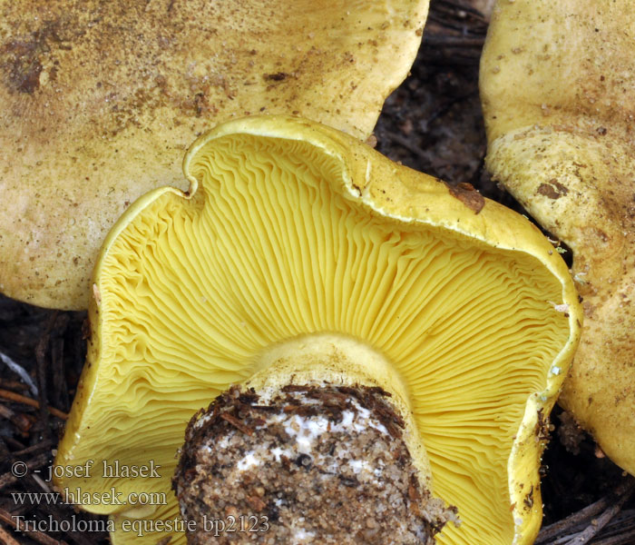 Tricholoma equestre flavovirens auratum Gąska zielonka